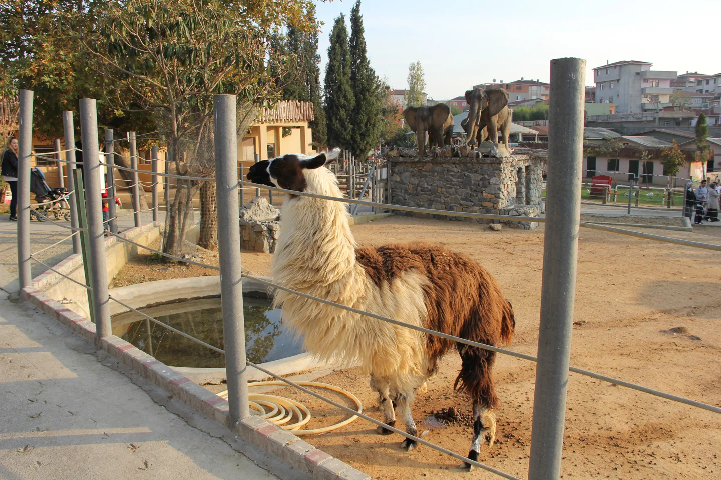 darica zoo
